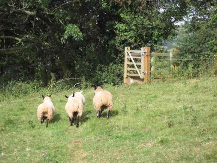 sheep for tracy