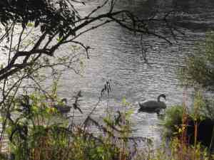 swansinwyeriver