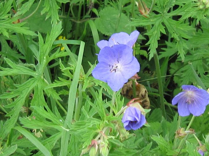 2016-07-04 05.48.49.jpg